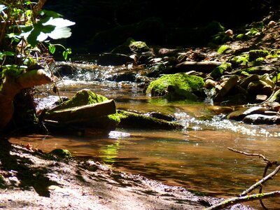 Bach flow nature