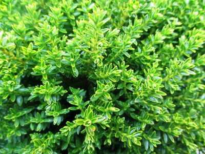 Flora green winter