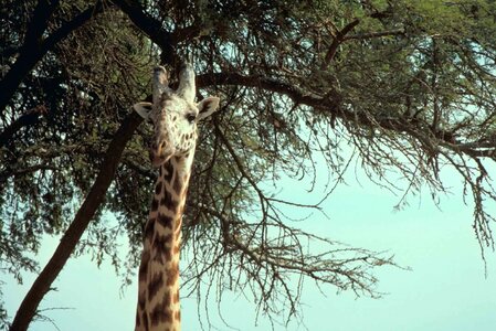 African animal giraffe