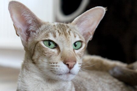 Adorable animal cat