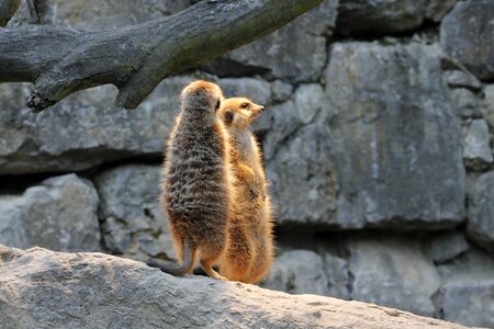 Nature animals mammal