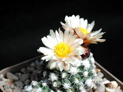 Blossoming cactus light