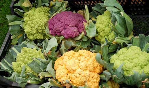 Healthy vitamins agriculture