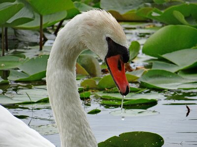 Elegance bird white