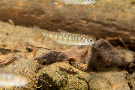 Juvenile Chinook salmon-2