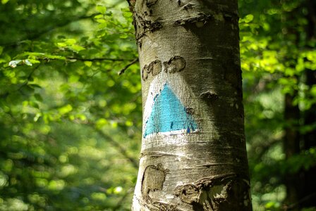 Bark branch daylight