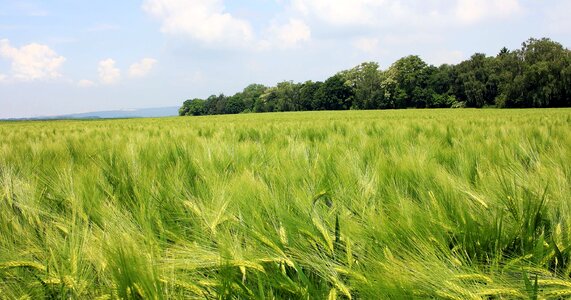 Agricultural agriculture cereal photo