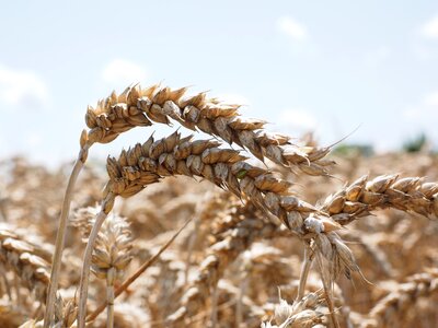 Grain field wheat field