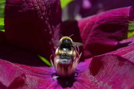 Animal arthropod beautiful flowers