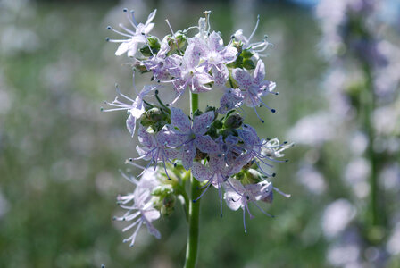 Pagosa skyrocket flowers-1