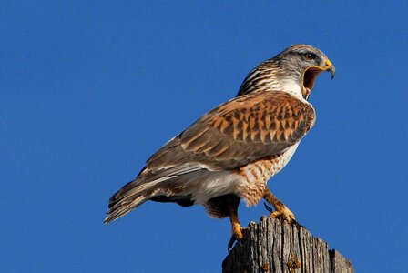 Falcon tree photo