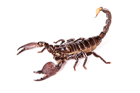 scorpion photo