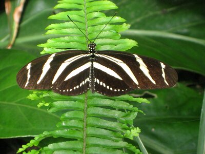 Fern nature black