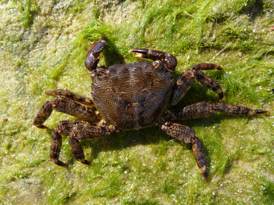 Marbled rock crab female photo