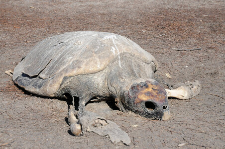 Dead Sea turtle on shore