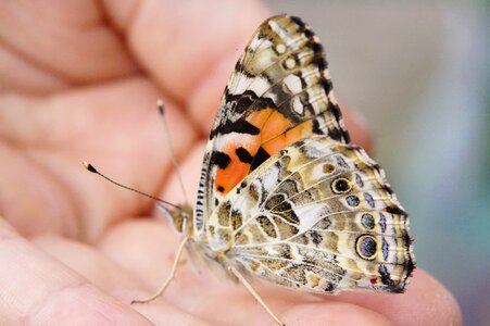Animal arthropod beautiful