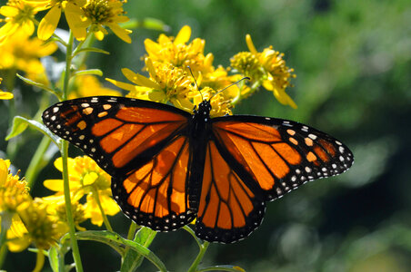 Monarch butterfly-4 photo