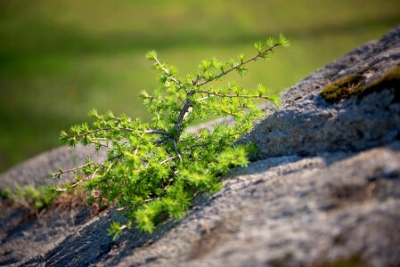 Rock stone nature