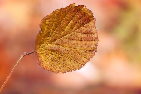 Individually fall foliage fall color