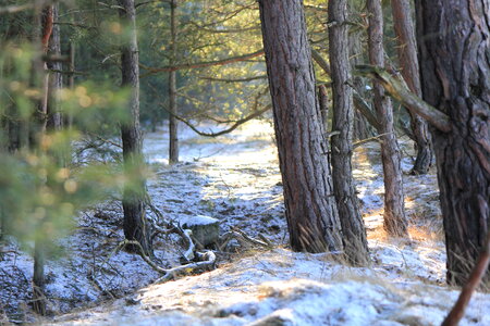 Light and shadow in the woods near Bredelem