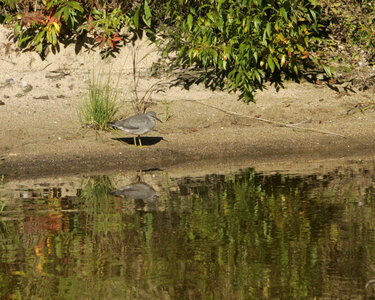Wandering Tattler at Sithylemenkat Lake