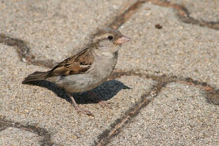 Animal bird sparrow