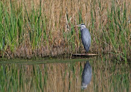 Standing water pond