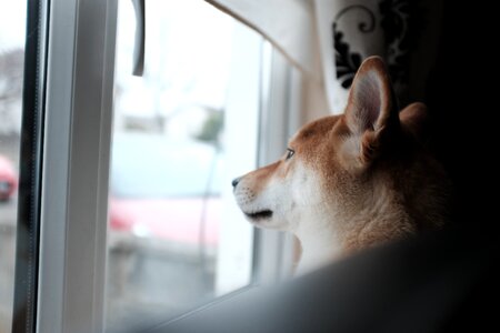 Dog Looking Out Window Free Photo photo