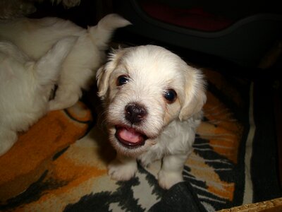 Dog small eb