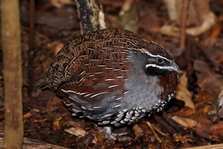 Animal autumn avian photo