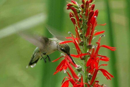 Bloom cardinal hummingbird