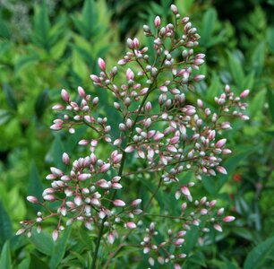 Plant natural blossom