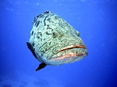 Water fish underwater world