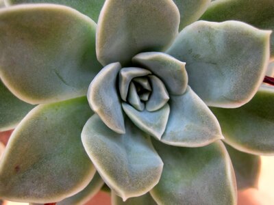 Fleshy pale green plant photo