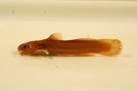 Noturus insignis