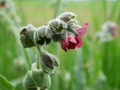 Dog's tongue gypsy flower rats and mice