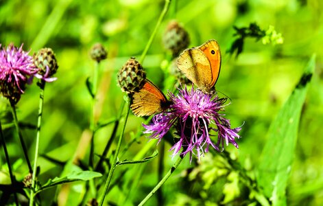 Animal arthropod beautiful flowers