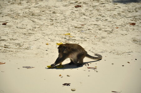 Monkey Beach Sands photo