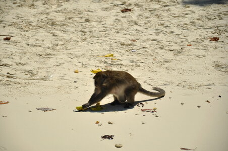 Monkey Beach Sands