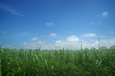 7 Sugarcane field