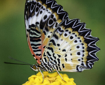 Bright Yellow, Orange, and Black Butterfly photo