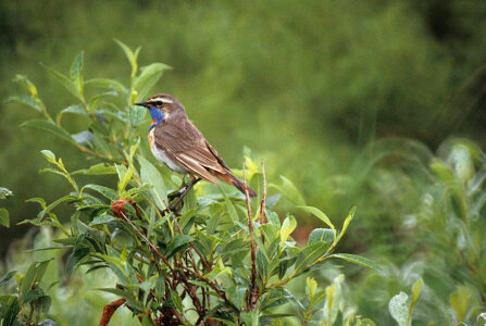 Bluethroat male-1 photo