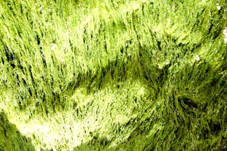 Greenery macro 