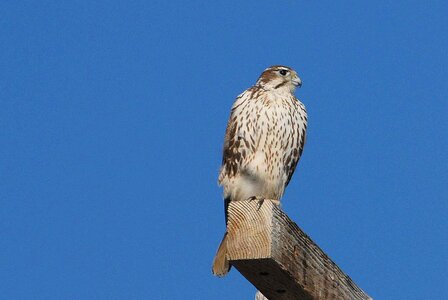 Falcon post prairie photo