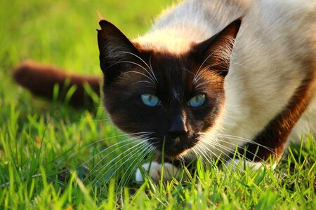 Animal beautiful photo cat