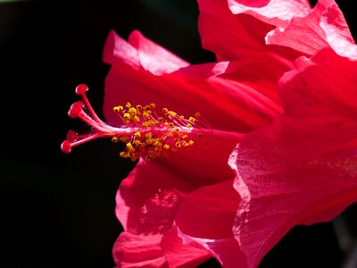 Blossom bloom hibiscus photo