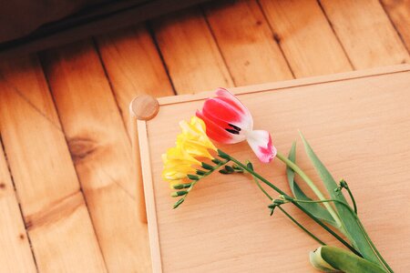 Bloom tulip yellow photo