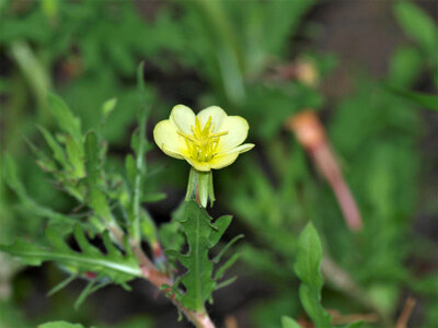 Cutleaf Evening-primrose photo