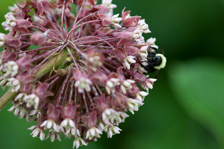 Common Milkweed-2