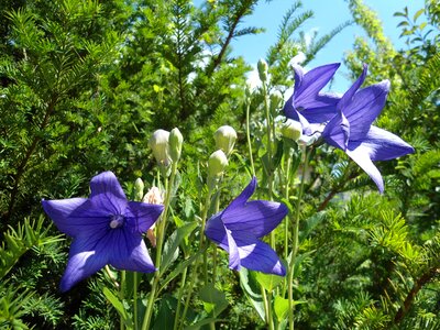 Blossom bloom blue